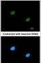 Retinoblastoma-binding protein 5 antibody, PA5-27711, Invitrogen Antibodies, Immunofluorescence image 