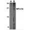 TNF Receptor Superfamily Member 12A antibody, MBS150342, MyBioSource, Western Blot image 