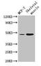 Arrestin Domain Containing 3 antibody, LS-C378439, Lifespan Biosciences, Western Blot image 