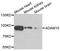 ADAM Metallopeptidase Domain 15 antibody, A7756, ABclonal Technology, Western Blot image 