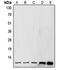 Small Ubiquitin Like Modifier 1 antibody, orb214713, Biorbyt, Western Blot image 