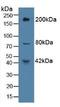 Protein Tyrosine Phosphatase Receptor Type J antibody, LS-C374048, Lifespan Biosciences, Western Blot image 