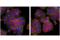 Interferon Regulatory Factor 3 antibody, 73147S, Cell Signaling Technology, Immunocytochemistry image 