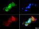 Heat Shock Protein 90 Alpha Family Class A Member 1 antibody, NBP1-77682, Novus Biologicals, Immunofluorescence image 