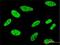 Far Upstream Element Binding Protein 1 antibody, H00008880-M01, Novus Biologicals, Immunofluorescence image 