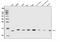 Protein translation factor SUI1 homolog antibody, A04125-1, Boster Biological Technology, Western Blot image 