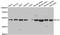 Kruppel Like Factor 4 antibody, abx006830, Abbexa, Western Blot image 