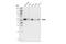 Ajuba LIM Protein antibody, 34648S, Cell Signaling Technology, Western Blot image 