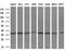 Leucine Rich Repeat Containing 25 antibody, MA5-26015, Invitrogen Antibodies, Western Blot image 