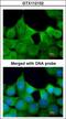 Exocyst complex component 7 antibody, LS-C186247, Lifespan Biosciences, Immunocytochemistry image 