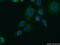 Fucosyltransferase 9 antibody, 22141-1-AP, Proteintech Group, Immunofluorescence image 