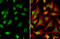 Phosphodiesterase 6D antibody, GTX109240, GeneTex, Immunofluorescence image 