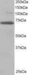 Ran GTPase Activating Protein 1 antibody, LS-C20205, Lifespan Biosciences, Western Blot image 