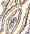 Alkaline Phosphatase, Intestinal antibody, A06115-1, Boster Biological Technology, Immunohistochemistry paraffin image 