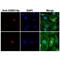 Histone Cluster 1 H2B Family Member B antibody, NBP2-61501, Novus Biologicals, Immunocytochemistry image 