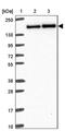 BCL2 Associated Athanogene 6 antibody, PA5-62770, Invitrogen Antibodies, Western Blot image 