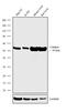 Catalase antibody, 711990, Invitrogen Antibodies, Western Blot image 