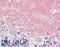 Contactin 1 antibody, LS-B10585, Lifespan Biosciences, Immunohistochemistry frozen image 