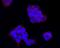 Interferon Alpha And Beta Receptor Subunit 1 antibody, NBP2-75534, Novus Biologicals, Immunofluorescence image 