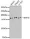 Ring Finger Protein 40 antibody, A6443, ABclonal Technology, Western Blot image 