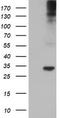 Tryptase Gamma 1 antibody, LS-C173588, Lifespan Biosciences, Western Blot image 