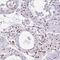 BTB Domain Containing 10 antibody, NBP2-38558, Novus Biologicals, Immunohistochemistry paraffin image 
