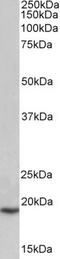 Phospholipase A2 Group IIA antibody, TA348949, Origene, Western Blot image 