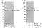 QIP1 antibody, A301-627A, Bethyl Labs, Immunoprecipitation image 