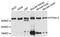 Protein Tyrosine Phosphatase Non-Receptor Type 13 antibody, LS-C748069, Lifespan Biosciences, Western Blot image 
