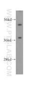 Sorting Nexin 15 antibody, 16049-1-AP, Proteintech Group, Western Blot image 