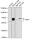 G Protein-Coupled Receptor Kinase 1 antibody, 18-886, ProSci, Western Blot image 