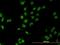 Mesenchyme Homeobox 2 antibody, H00004223-M03, Novus Biologicals, Immunofluorescence image 