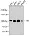 Hexokinase 1 antibody, 13-849, ProSci, Western Blot image 