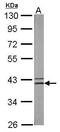 Spermine Synthase antibody, GTX114783, GeneTex, Western Blot image 