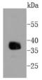 Apolipoprotein E antibody, A00015-3, Boster Biological Technology, Western Blot image 