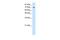 Zinc Finger And BTB Domain Containing 48 antibody, PA5-40455, Invitrogen Antibodies, Western Blot image 