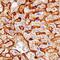 Alkaline Phosphatase, Biomineralization Associated antibody, MAB29092, R&D Systems, Immunohistochemistry paraffin image 