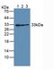 Complement C1q Binding Protein antibody, LS-C297548, Lifespan Biosciences, Western Blot image 