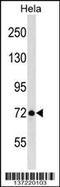 LAS1 Like, Ribosome Biogenesis Factor antibody, 59-134, ProSci, Western Blot image 