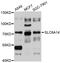 Solute Carrier Family 6 Member 14 antibody, abx126590, Abbexa, Western Blot image 