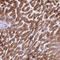 Retinol Dehydrogenase 16 antibody, PA5-58423, Invitrogen Antibodies, Immunohistochemistry frozen image 