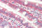 Cofilin 1 antibody, MBS245491, MyBioSource, Immunohistochemistry frozen image 