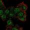 Zinc Finger With KRAB And SCAN Domains 2 antibody, NBP2-13549, Novus Biologicals, Immunocytochemistry image 