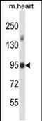 Mitogen-Activated Protein Kinase Kinase Kinase 21 antibody, PA5-48666, Invitrogen Antibodies, Western Blot image 