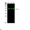 p53 antibody, LS-C813421, Lifespan Biosciences, Western Blot image 