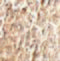 Angiopoietin 2 antibody, 6737, ProSci, Immunohistochemistry frozen image 