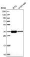 Sideroflexin 3 antibody, PA5-65497, Invitrogen Antibodies, Western Blot image 