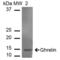 Ghrelin And Obestatin Prepropeptide antibody, LS-C775777, Lifespan Biosciences, Western Blot image 