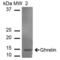 Obestatin antibody, LS-C775777, Lifespan Biosciences, Western Blot image 