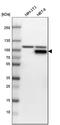 Phosphofructokinase, Muscle antibody, HPA002117, Atlas Antibodies, Western Blot image 